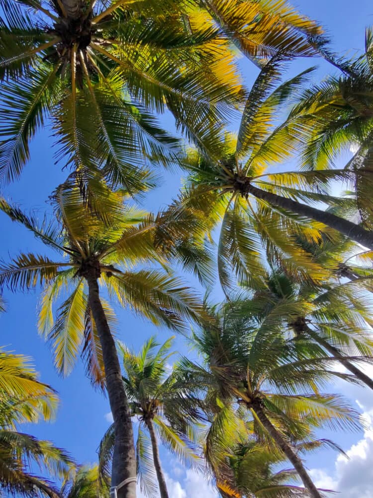 Palm trees